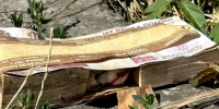 На Кавминводах обнаружили взрывчатку, замаскированную под пачку купюр - Комсомольская Правда