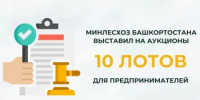 Минлесхоз Башкортостана выставил на аукционы 10 лотов для предпринимателей - Министерство лесного хозяйства