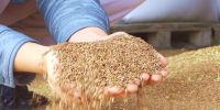Объем экспорта продукции свердловских предприятий агропромышленного комплекса увеличился на 58,1% - Информационный портал Свердловской области