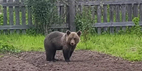 медвежонок - V-Kurse.Ru