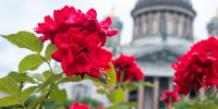 В ближайшие дни в Петербурге похолодает - Spbdnevnik.ru