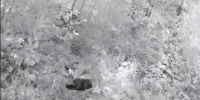 Должник по алиментам прятался от судебных приставов в лесу в Ярославской области - Ярославский регион