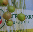 Новый агрокласс появился в Кочубеевском округе - Вечерний Ставрополь