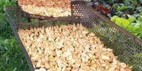 Эх вы, яблочки-сушёники! - Красногорская Жизнь