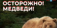 Осторожно, медведи выходят в городскую черту - Администрация г. Петропавловск-Камчатский