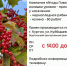 «Ягоды Плюс» закупает ягоды: выгодно сдайте излишки урожая!. - Юргамышский муниципальный округ