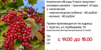 «Ягоды Плюс» закупает ягоды: выгодно сдайте излишки урожая!. - Юргамышский муниципальный округ