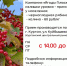 Компания «Ягоды Плюс» закупает излишки урожая - принимает ягоды у населения. - Мишкинский муниципальный округ