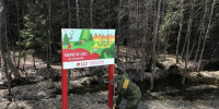 В Ульяновской области сократилось количество лесных пожаров - Газета Кузоватовские вести