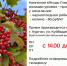 Компания "Ягоды Плюс" закупает излишки урожая. - Куртамышский муниципальный округ