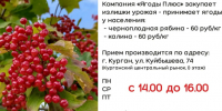Компания "Ягоды Плюс" закупает излишки урожая. - Куртамышский муниципальный округ