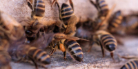 Ветеринары не нашли болезней у пчёл в Куйтунском районе - Weacom.Ru