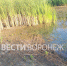 «Незаконная стройка». Техника 4 месяца работает у обмелевшего пруда в Воронежской области - ГТРК Воронеж
