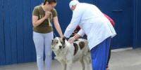 Волгодонцы могут бесплатно вакцинировать животных от бешенства - DonDay-Volgodonsk.Ru
