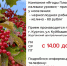 Компания "Ягоды Плюс" закупает излишки урожая - принимает ягоды у населения. - Макушинский муниципальный округ