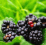 Closeup of blackberries on bushes in a field under the sunlight with a blurry background - Газета Восход