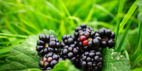 Closeup of blackberries on bushes in a field under the sunlight with a blurry background - Газета Восход