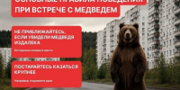 Режим повышенной готовности из-за медведей ввели в Красноярске. - Козульский район