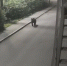В Котельнич нагрянула проверка из-за медведя в центре города - Город Киров