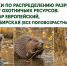 Жеребьёвки по распределению разрешений на добычу выдры, бобра европейского и косули сибирской состоятся 4 сентября - Госохотдепартамент Тюменской области