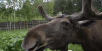 Фото: ПАИ - InformPskov.Ru