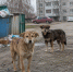 Нейросеть - Syktyvkar.1istochnik.Ru