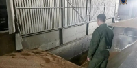 В райцентре рабочего насмерть засыпало зерном - ИА Версия-Саратов