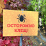 В Омской области закупят 60 тысяч прививок от клещевого энцефалита - Вечерний Омск