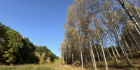 В курском приграничье проведут отстрел кабанов - Курские Известия