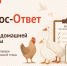 В МФЦ кур не регистрируют: как поставить птицу на учёт с 1 сентября 2026 года - Мои Документы г. Пензы