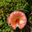 Фото: ПАИ - InformPskov.Ru