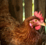 С 1 сентября новомосковских дачников обязали маркировать кур, уток и кроликов - ИА Новомосковск Сегодня