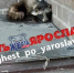Раненую енотовидную собаку выручили из беды в Ярославле - Комсомольская Правда