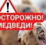 Медведь обнаружен в Вилючинске. - ИА Камчатка