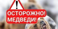 Медведь обнаружен в Вилючинске. - ИА Камчатка