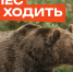 в лес не ходи там медведи. - Каратузский район