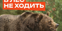 в лес не ходи там медведи. - Каратузский район