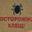Почти сто человек пострадали от клещей в Алтайском крае за неделю - Комсомольская Правда
