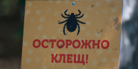 Почти сто человек пострадали от клещей в Алтайском крае за неделю - Комсомольская Правда
