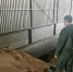 В Аткарске мужчину насмерть засыпало зерном при разгрузке машины - Газета Аткарский уездЪ