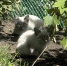 1-IMG_0326.jpg - Ozersk74.Ru