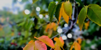 Ещё одни летние выходные осени - Kirov.Online
