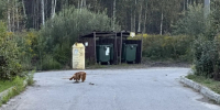 В Боталово-3 и Боталово-4 привели в порядок контейнерные площадки - Tvoy-Bor.Ru