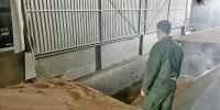 В Аткарске рабочего насмерть засыпало пшеницей - Газета Аткарская газета