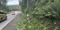 В Петропавловске-Камчатском продолжается борьба с борщевиком. Администрация ПКГО - ИА Камчатка