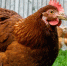 closeup-shot-grazing-brown-chicken-field - РИА 7 Новостей