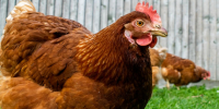 closeup-shot-grazing-brown-chicken-field - РИА 7 Новостей