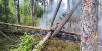 В Московской области рассказали о лесопожарной обстановке - MosRegToday.Ru