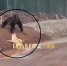 Соцсети в Зее медведь растерзал собаку на глазах у людей видео 18 - Amur.Life