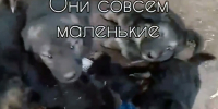 В Балаково отравили 6 собак, 13 щенков ищут дом и помощь - GazetaBalakovo.Ru